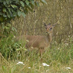 Kirk's dik-dik