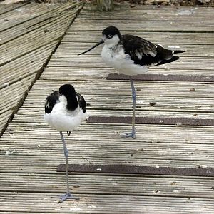 Black winged stilt