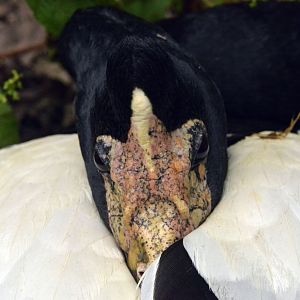 Magpie goose