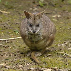 Parma or white throated wallaby