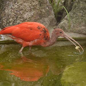 Scarlet ibis