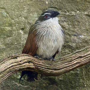 White browed coucal