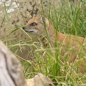Yellow mongoose