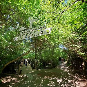 Aug. 2019 - Indonesian Rain Forest Entrance