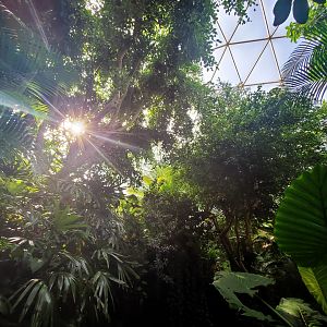 Aug. 2019 - Indonesian Rain Forest - Dome