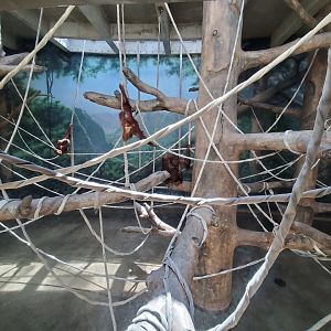 Aug. 2019 - Indonesian Rain Forest - Sumatran Orangutan Exhibit