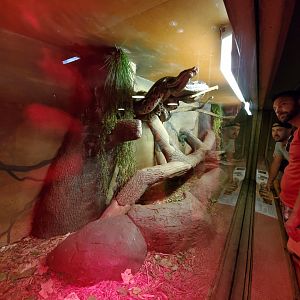 Aug. 2019 - Indonesian Rain Forest - Reticulated Python Exhibit