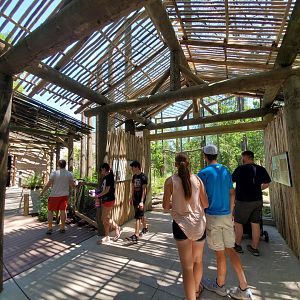 Aug. 2019 - Indonesian Rain Forest - New! Clouded Leopard Exhibit Viewing