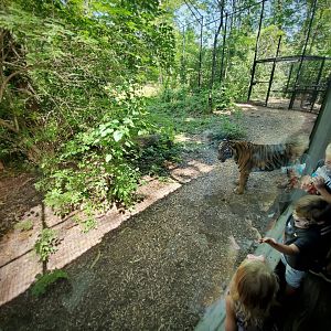 Aug. 2019 - Indonesian Rain Forest - Sumatran Tiger Exhibit