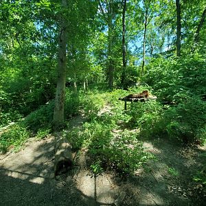 Aug. 2019 - Indonesian Rain Forest - Sumatran Tiger Exhibit