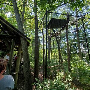 Aug. 2019 - Indonesian Rain Forest - Javan Gibbon Exhibit