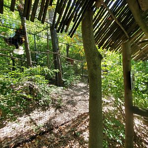 Aug. 2019 - Indonesian Rain Forest - Wrinkled Hornbill Exhibit