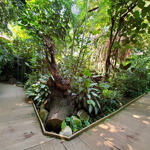 Aug. 2019 - Indonesian Rain Forest - Dome (Unsigned)