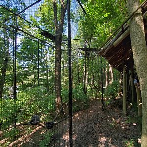 Aug. 2019 - Indonesian Rain Forest - Javan Gibbon Exhibit