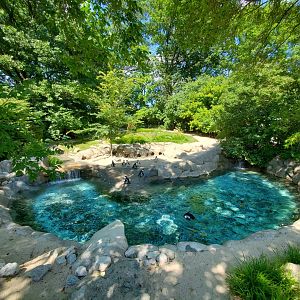 Aug. 2019 - African Penguin Exhibit