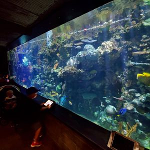 Aug. 2019 - Australian Adventure - The Reef - Coral Reef Tank