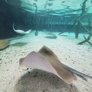 Aug. 2019 - Australian Adventure - Stingray Bay