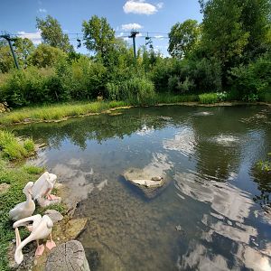 Aug. 2019 - African Journey - Great White Pelican Exhibit