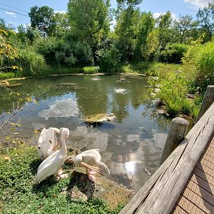 Aug. 2019 - African Journey - Great White Pelican Exhibit