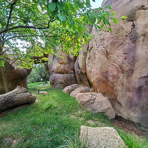 Aug. 2019 - African Journey - Bat-eared Fox + White Stork Exhibits