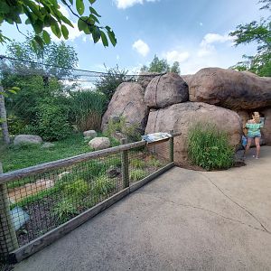 Aug. 2019 - African Journey - Serval Exbibit Viewing