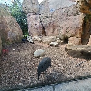 Aug. 2019 - African Journey - Vulturine Guineafowl Exhibit (Former Honey Badger)