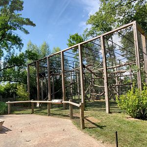 Aug. 2019 - African Journey - Colobus/Allen's Swamp Monkey Exhibit