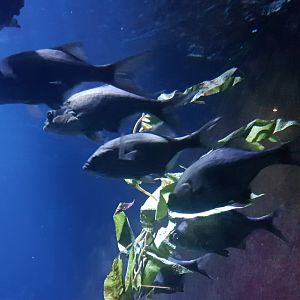 Decorated warbonnets - Chirolophis decoratus