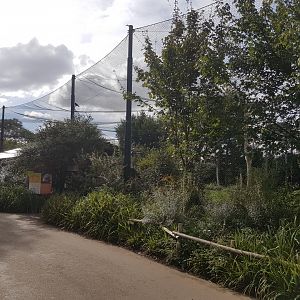 Vulture - Marabou walk-through aviary