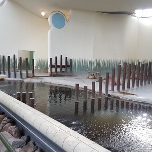 Pygmy hippo indoor enclosure