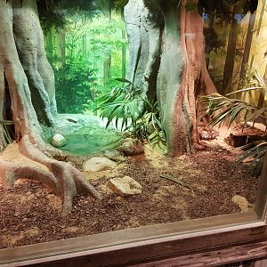 Indian cobra enclosure