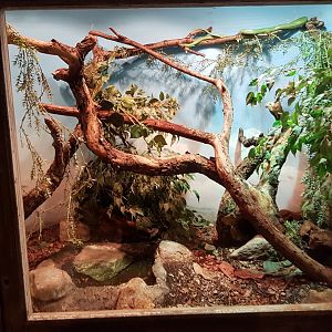 Enclosure Rhinoceros ratsnake