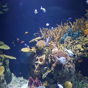 View into one of the Coralfish-tanks