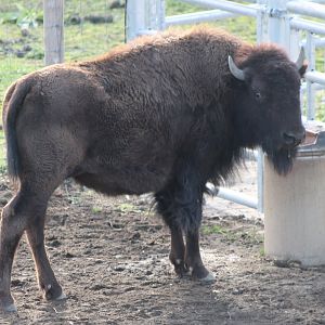 American buffalo