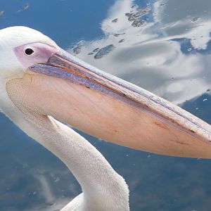 Aug. 2019 - African Journey - Great White Pelican