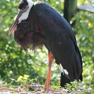 Asian woolly-necked stork