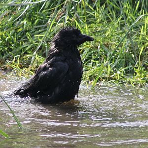 Bathing Raven
