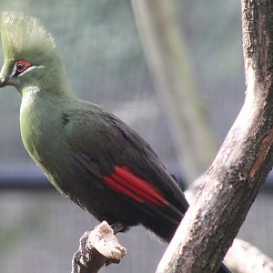 Green touraco - adult