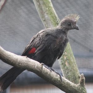 Green touraco - juvenile