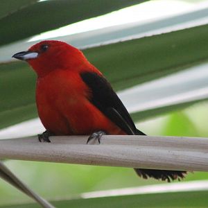 Brazilian tanager - male