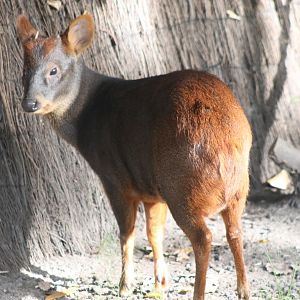 Southern pudu