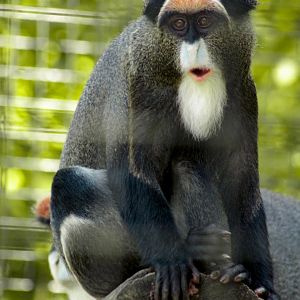 Aug. 2019 - African Journey - DeBrazza's Monkey