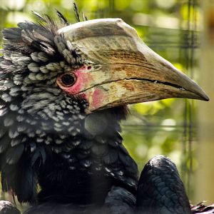 Aug. 2019 - African Journey - Silvery-cheeked Hornbill