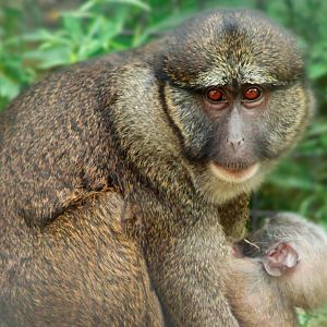 Aug. 2019 - African Journey - Allen's Swamp Monkey