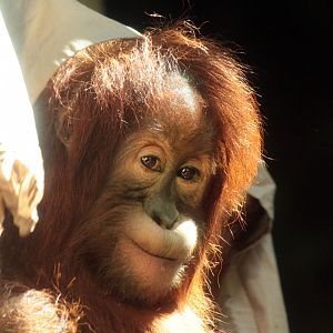 Aug. 2019 - Indonesian Rain Forest - Asmara