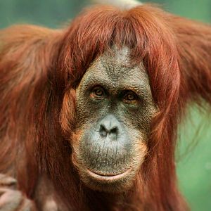 Aug. 2019 - Indonesian Rain forest - Tara