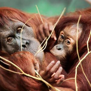 Aug. 2019 - Indonesian Rain Forest - Tara & Asmara