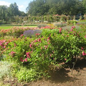Den Jydske Rosenpark - General view