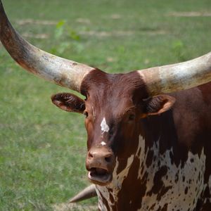 Bos primigenius taurus