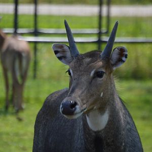 Bull Boselaphus tragocamelus